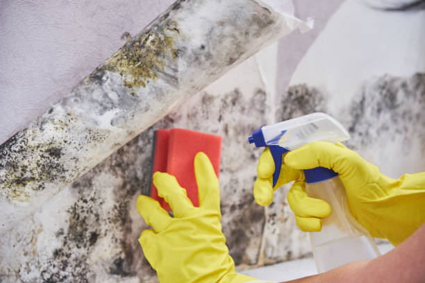 Best Black Mold Removal  in Nicholson, MS